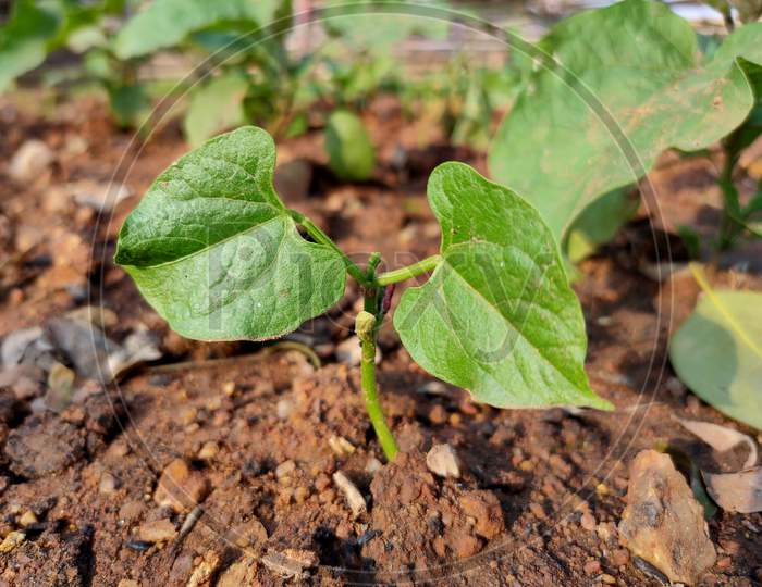 Beans plant growing