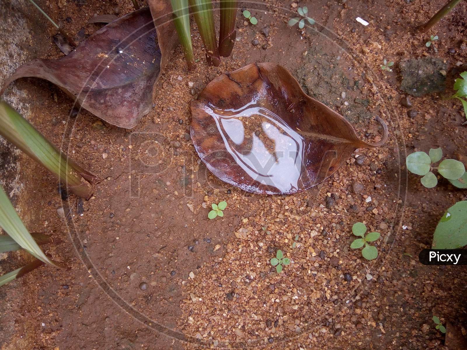 Water on the dry leaf