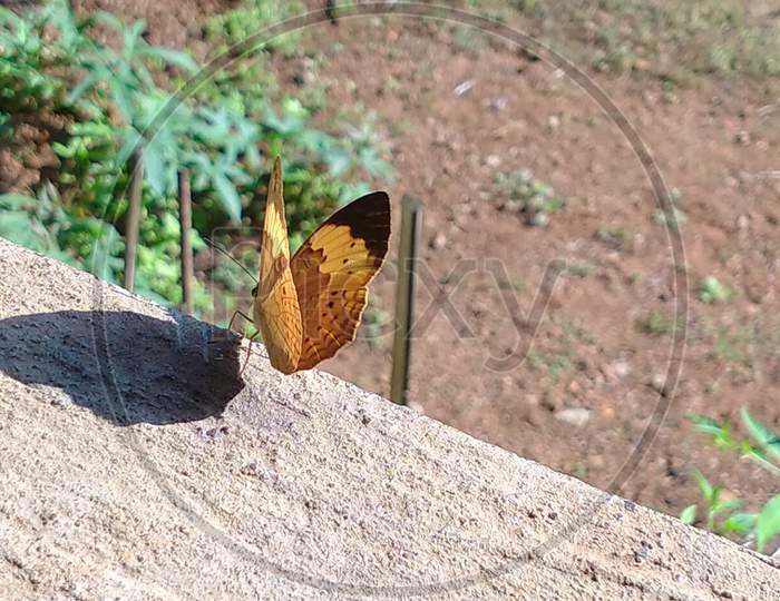 Small brownish yellow butterfly