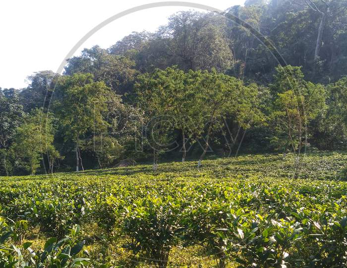 Nature meet Tea Garden
