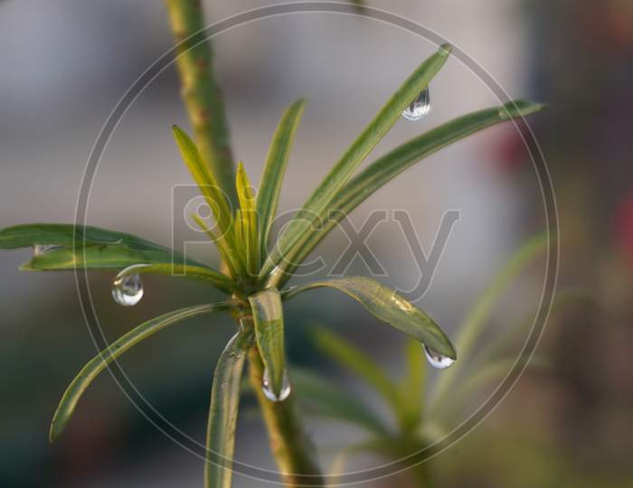 Leaves with water droplets,Macro Photography
