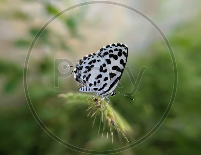 Zizula hylax butterfly on leaf  the Gaika blue or tiny grass blue is a species of blue butterfly. sun and sunlight