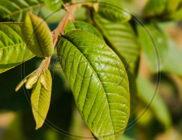 Guava plant leaf