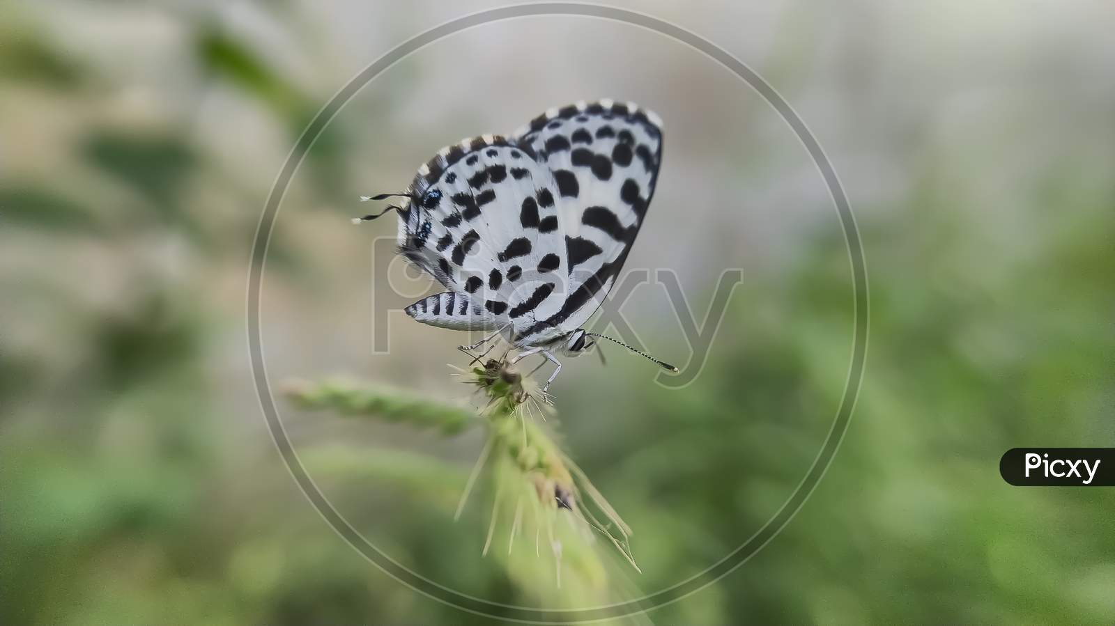 Zizula hylax butterfly on leaf  the Gaika blue or tiny grass blue is a species of blue butterfly. sun and sunlight