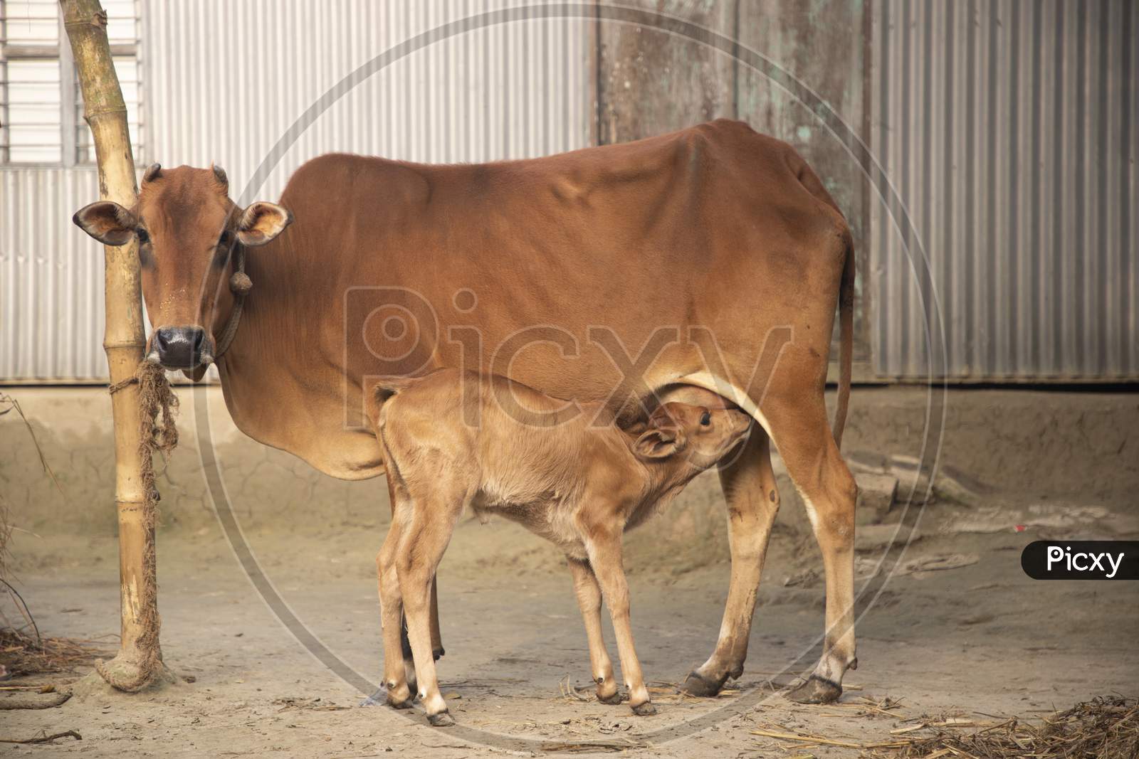 Calf feeding milk from her mother