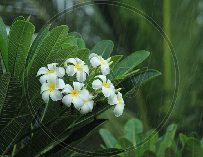 Closeup Shot Of Single White Plumeria Champa Fragrant Flower On The Garden