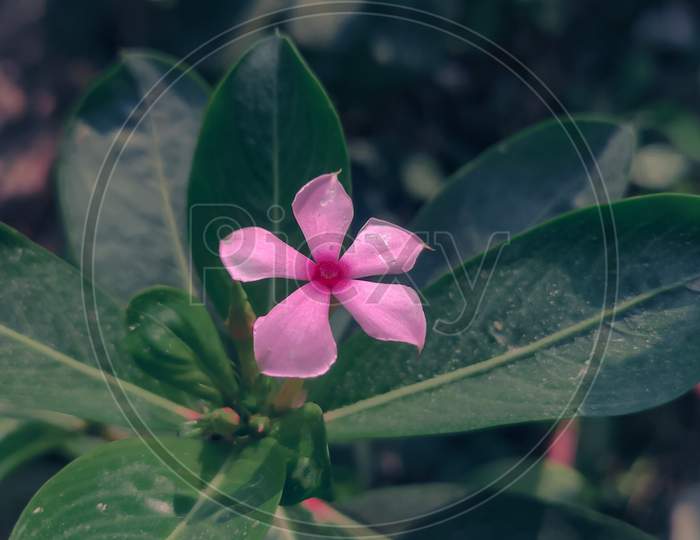 Flower photography macro