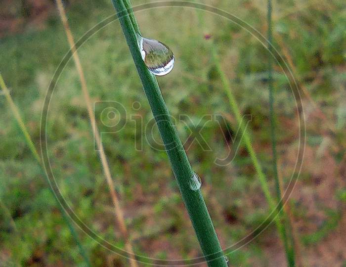 Grass rain in nature