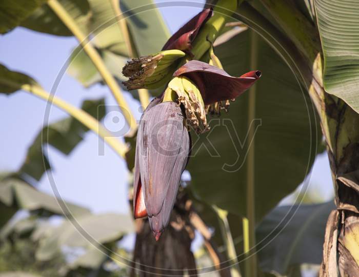 Natural banana Flower photo in the banana tree