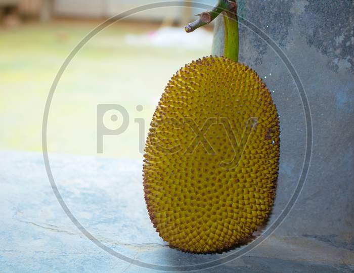 The Jackfruit (Artocarpus Heterophyllus), Also Known As Jack Tree. It Is The National Fruit Of Bangladesh.