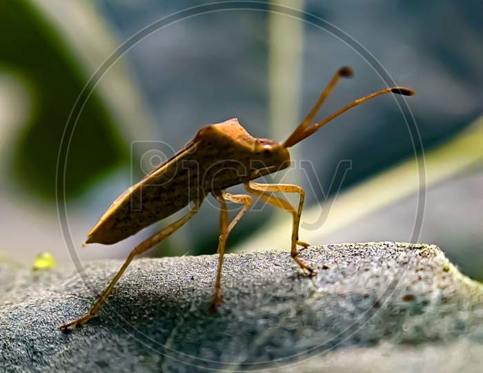 Gonocerus insect on leaf garden Gonocerus bug to sit green leaves plant