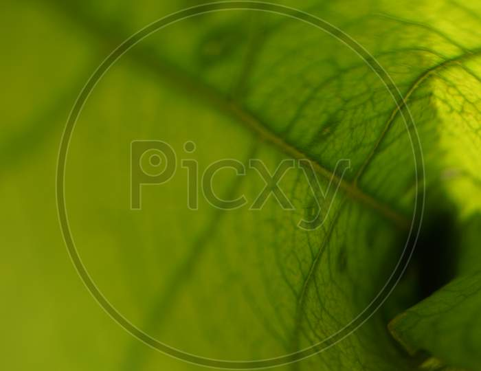 Green Leaf Close Up,Macro photgraaphy