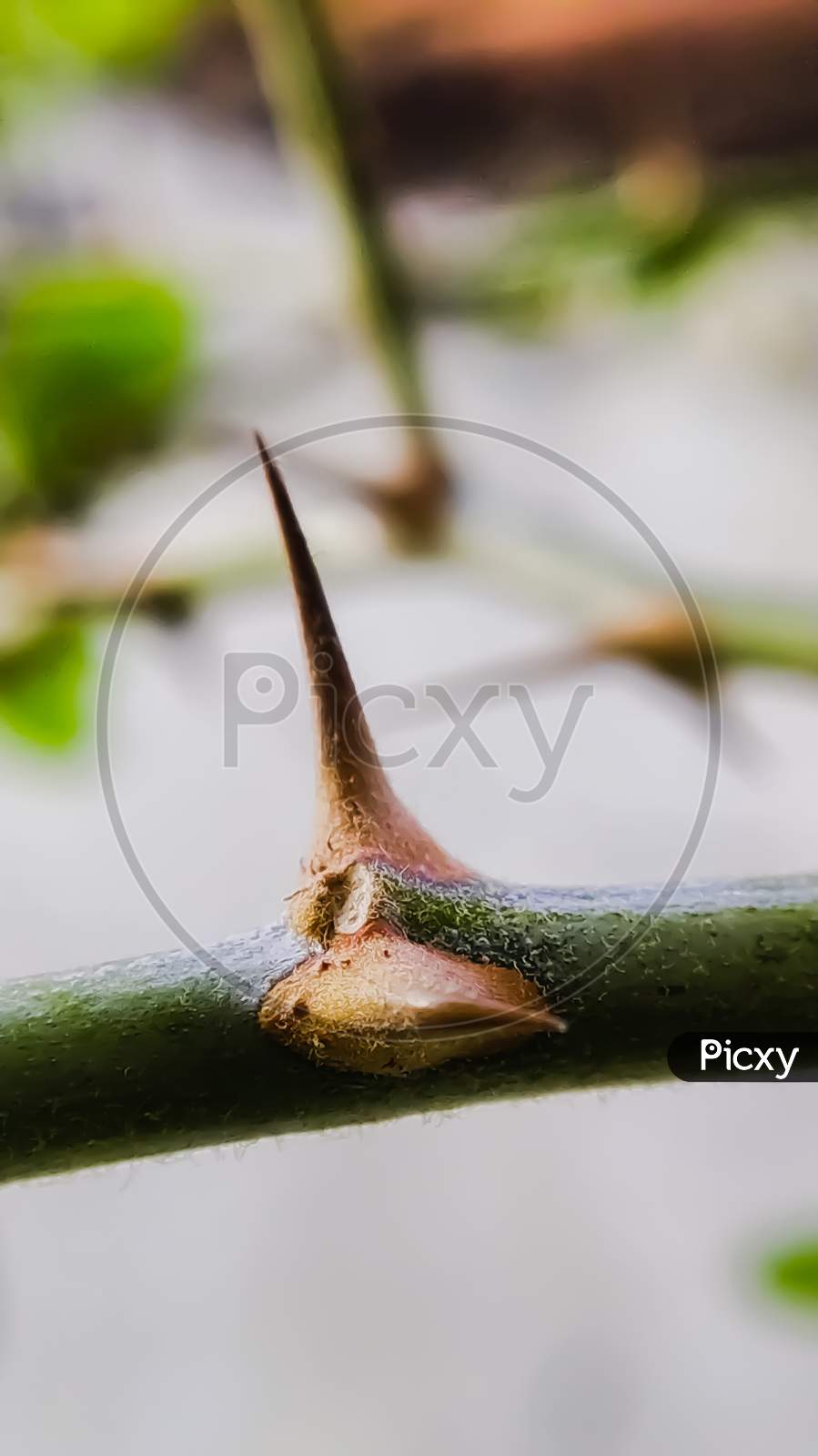 Vachellia cornigera Plants thorn tree