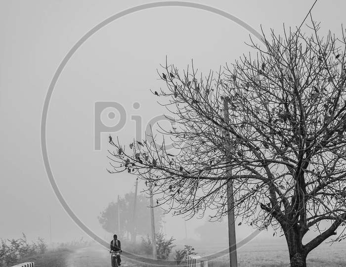 Foggy Morning / Cycle Girl