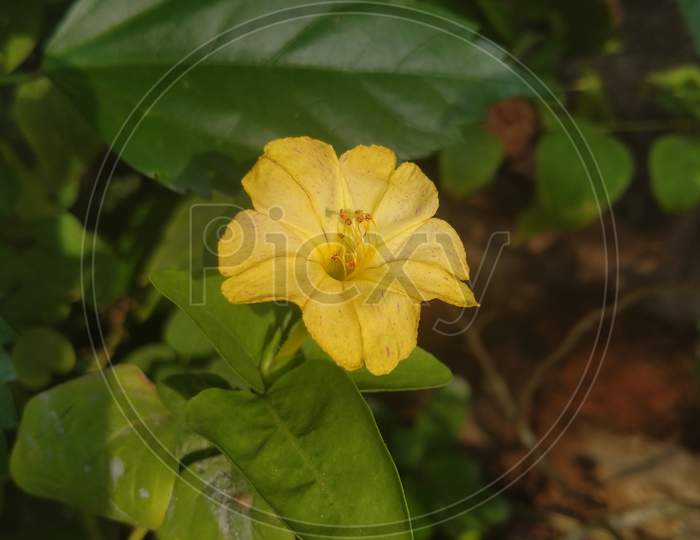 Yellow Mirabilis jalapa flower