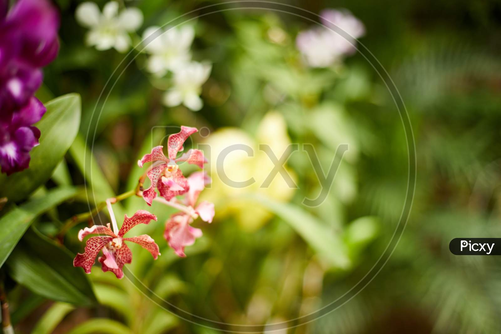 Flowers, Garden, Close-up, Botanical