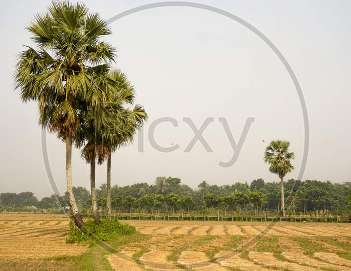 A Beautiful Natural Landscape Of The Bangladesh. Bangladesh Rice Fields, Bangladesh, Field, Green, Landscape, Hq Photo