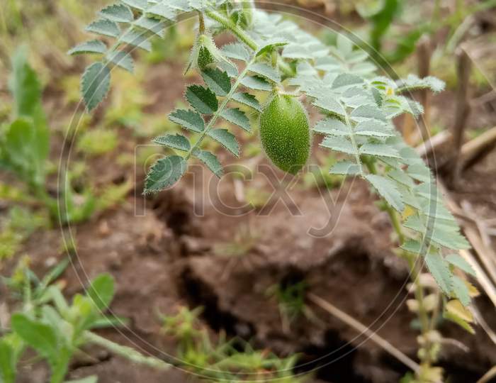 चना शेती gram plant growth in farm