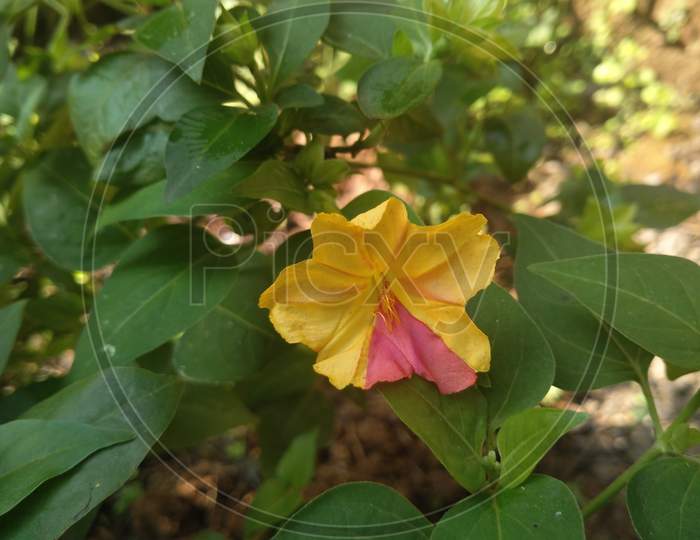Yellow and pink Mirabilis jalapa flower