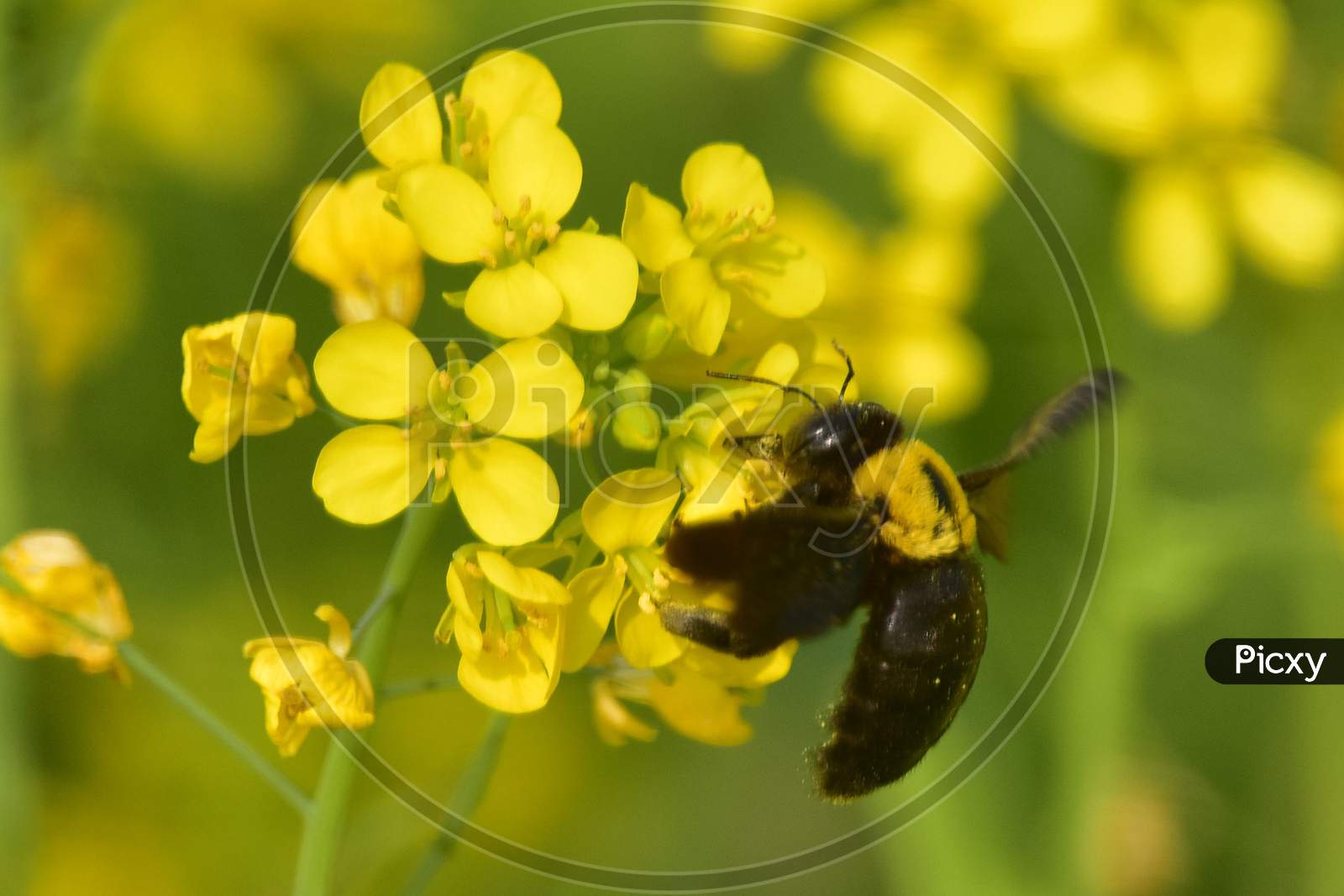 A Bumblebee collecting nectar and pollen from mustard flowers in Nagaon District   in the northeastern state of Assam on Dec 20,2020.