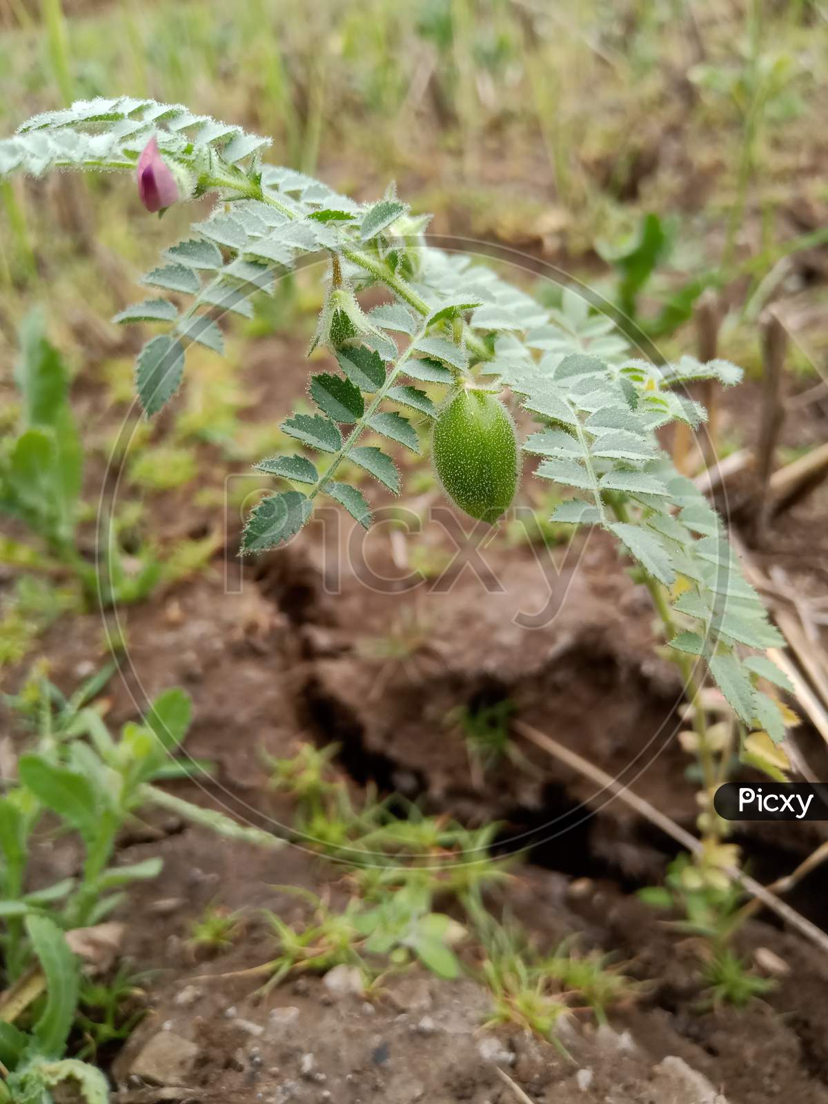 चना शेती gram plant growth in farm