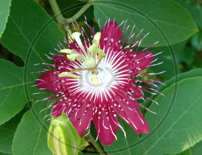 🌺🌺🌺Red Passion flower 🌺🌺🌺