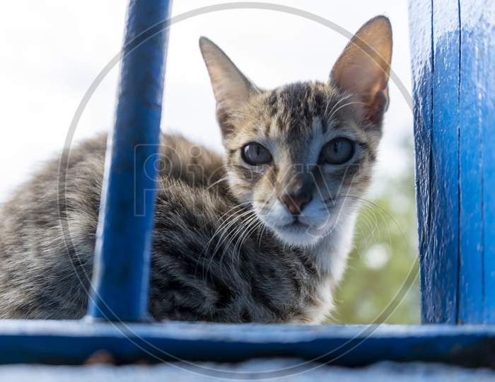 A Closeup Shot Of A Cute Cat Sitting Outside A Blue Window And Looking Into The Camera