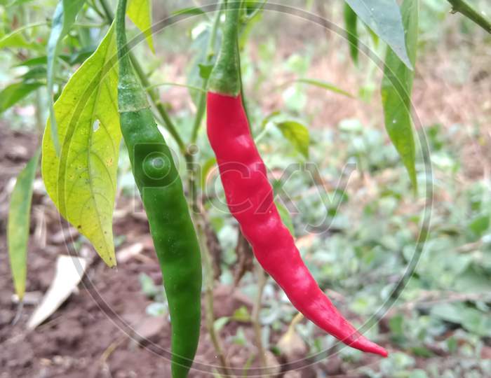 There are red and green chillies on the chilli tree