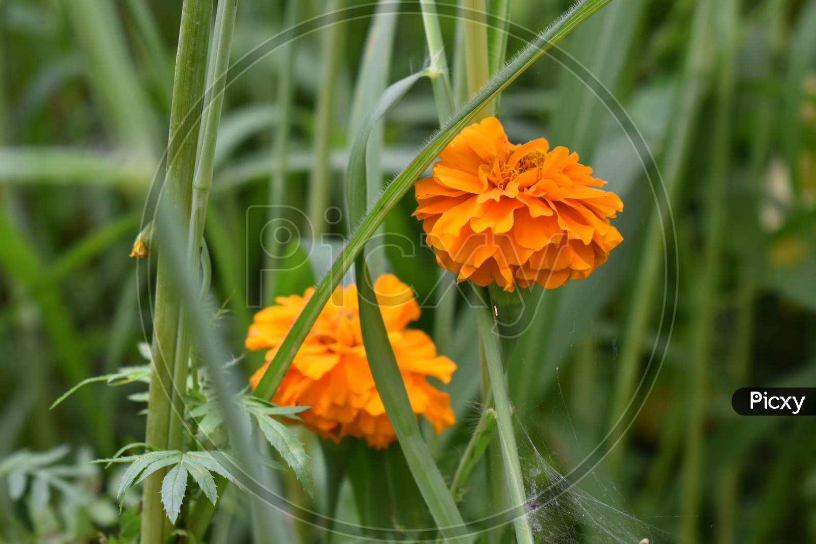 Orange Marigold flower surrounded by grass