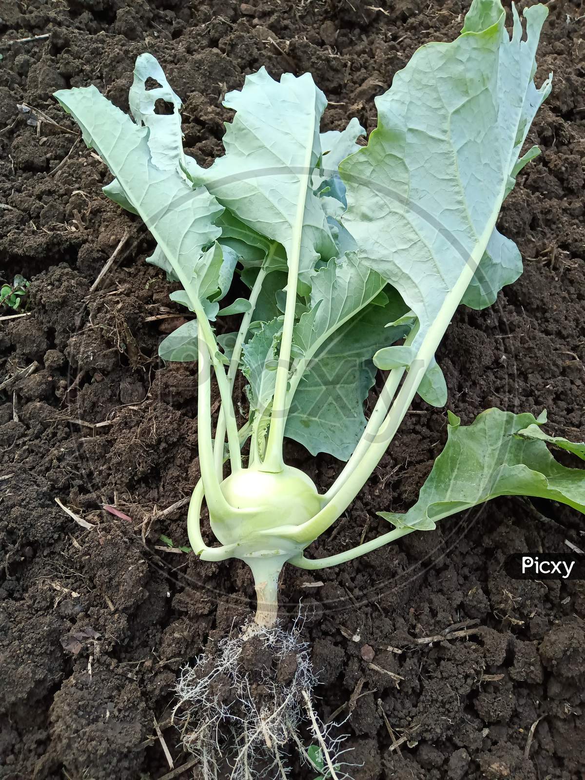 Kohlrabi farms are used for sale in the market