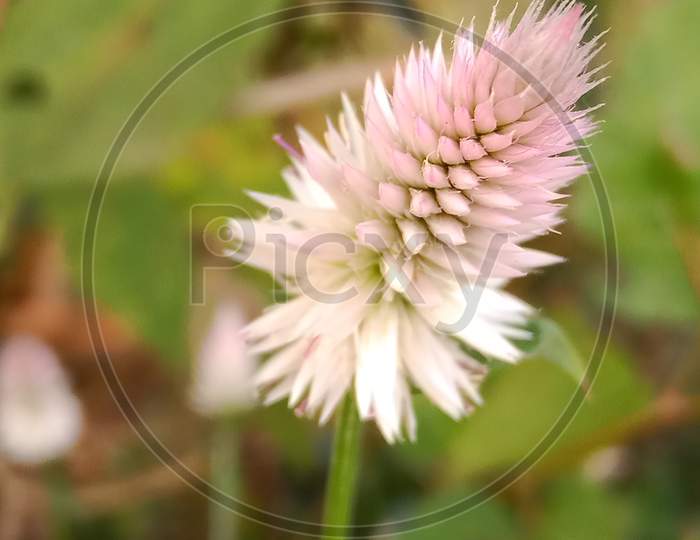 Pink flower Kurdu
