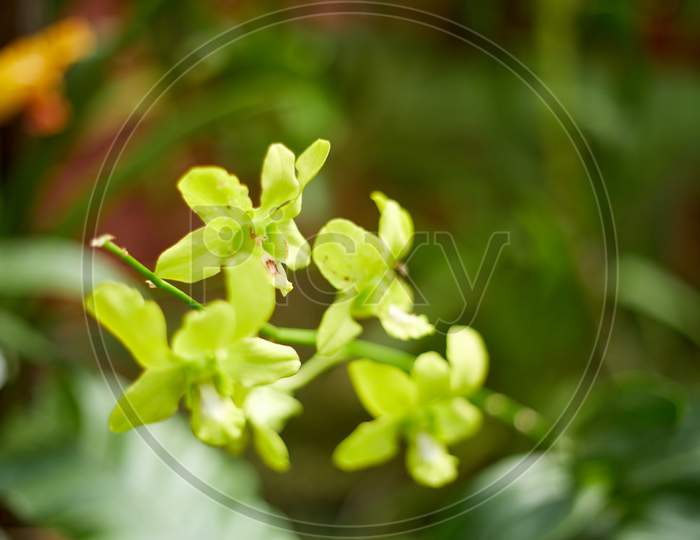 Flowers, Garden, Close-up, Botanical
