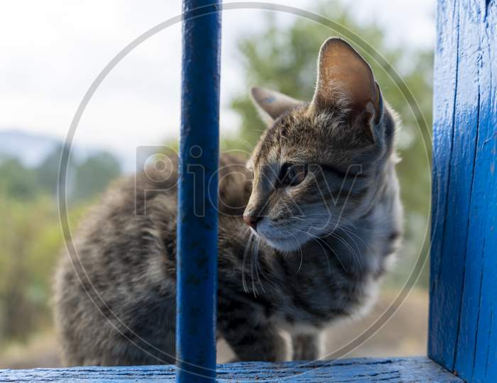 A Closeup Shot Of A Cute Cat Sitting Outside A Blue Window And Looking Into The Camera