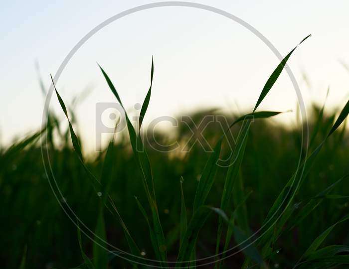 Fresh New Originating Juicy Wheat Leaves Or Grass With Misty Water Drops.Close Up View Of Winter Season Concept With Attractive Dew Drops On Leaves.