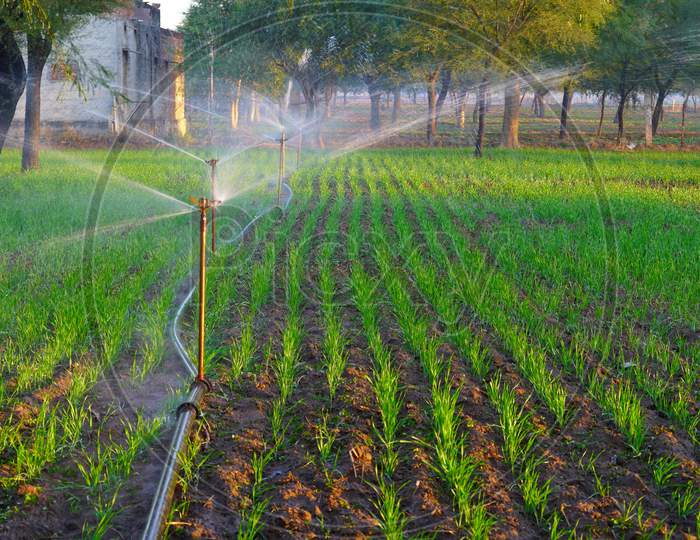 Modern Sprinkler Watering In New Budding Wheat Or Triticum Fields. New Growing Wheat Crops With Attractive Greenish Pigment.