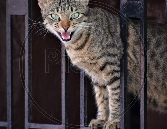 Cat standing between iron grills