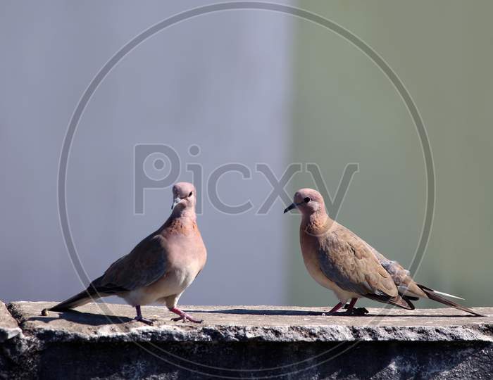 Couple Of Birds In Love