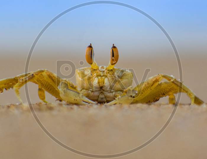 Crab on Sea Beach