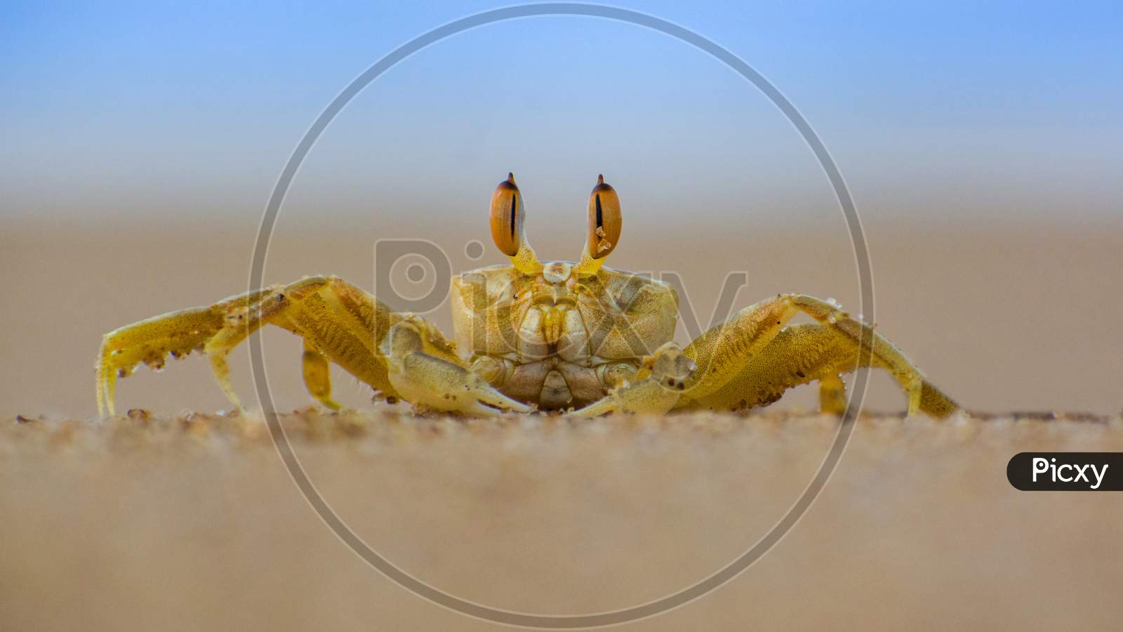 Crab on Sea Beach