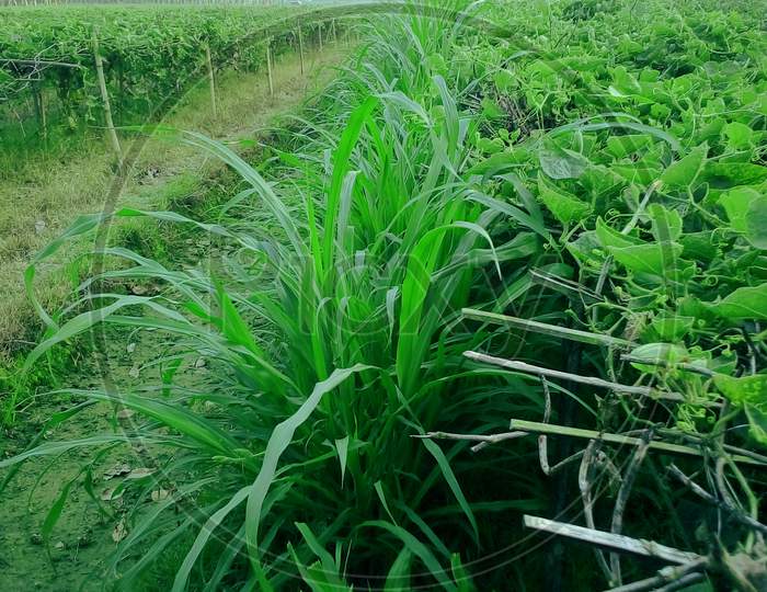 Green Field in Bangladesh