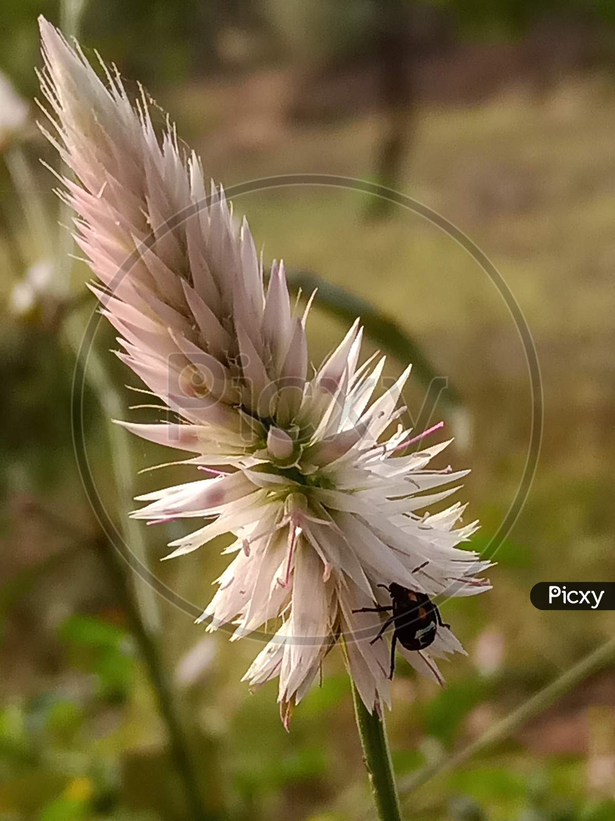Insect on Kurdu flower