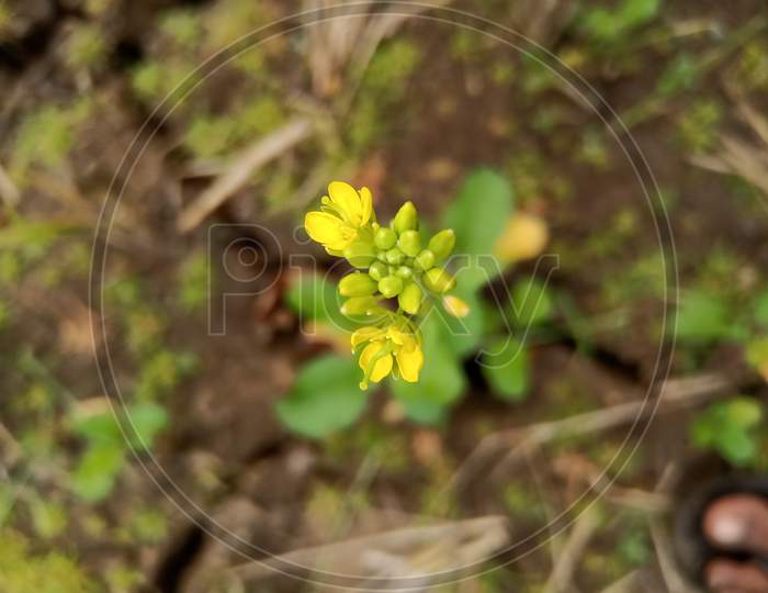 Indian musterd flower yellow colour beautiful flower blooms in Maharashtra wild natural beauty
