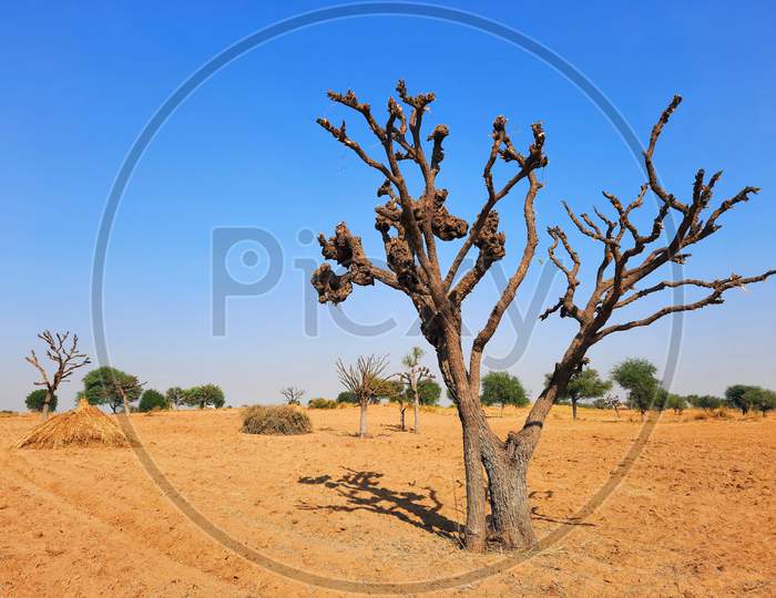 Dry Tree In Desert Fields Without Leaves