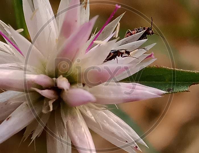 Insec on pink flower Kurdu