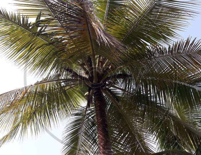 Coconut tree stock Photography and images