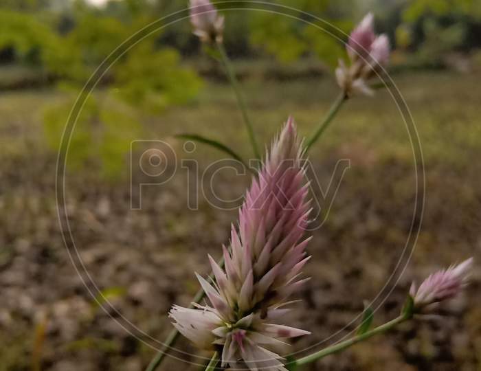 Wild pink flowers ( Kurdu )