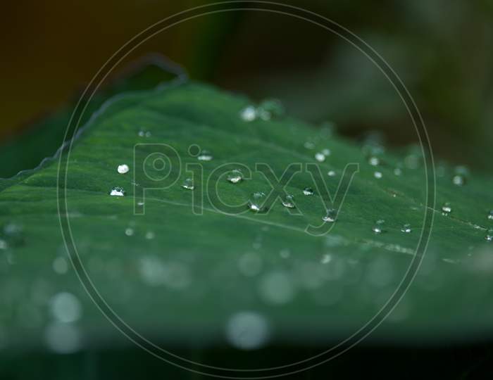 water droplets , colocasia leaves
