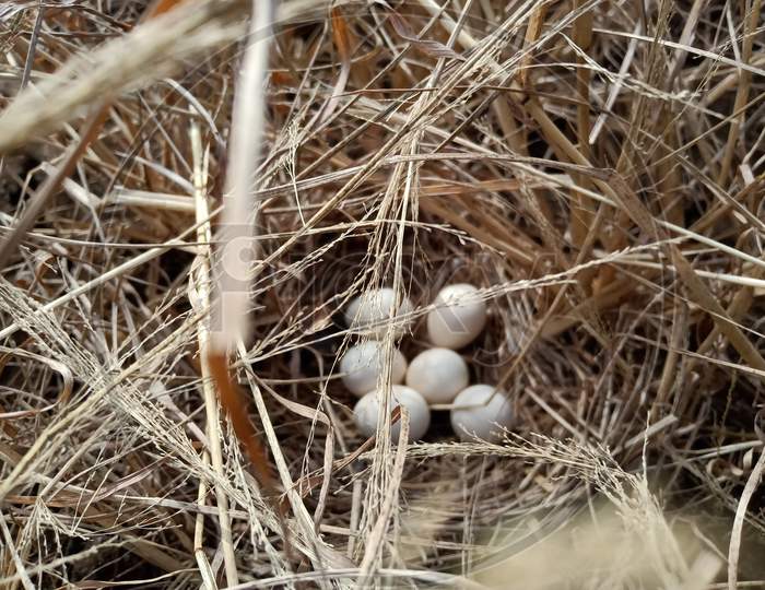 Birds egg nest in Dry grass garden