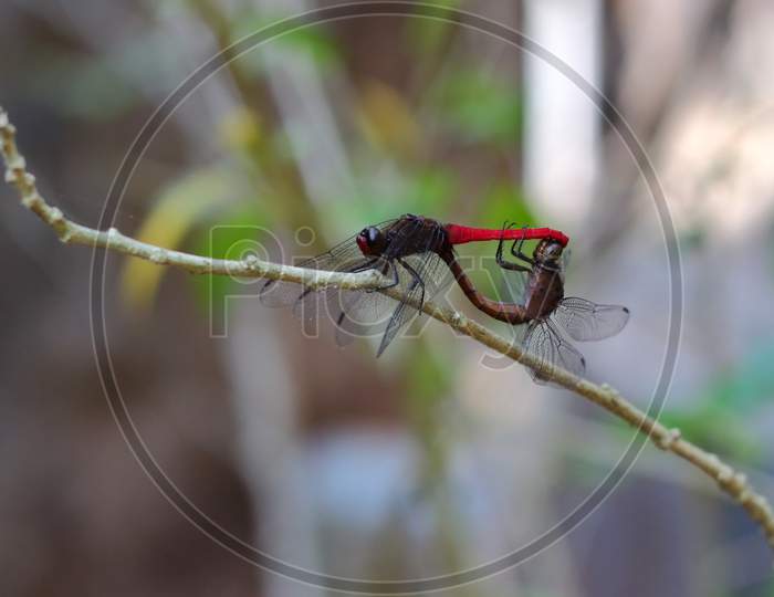 Red dragonflies mating