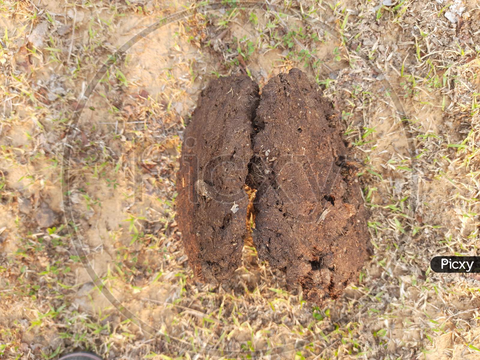 Cow Dung Cakes or gobar upla .